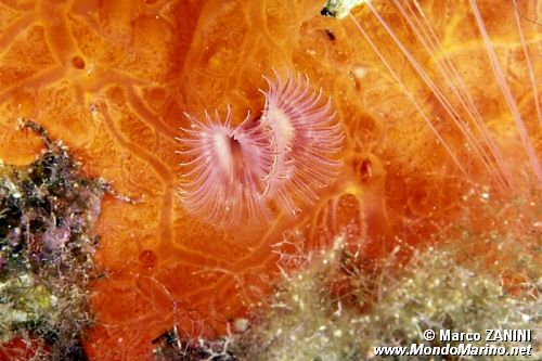 Serpula (Serpula vermicularis)