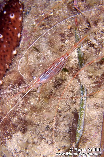 Parapandalo (Plesionika narval)