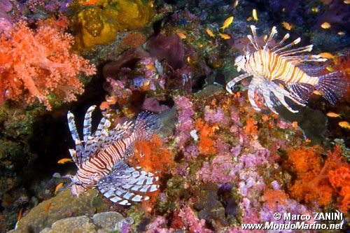 Pesce cobra (Pterois volitans)