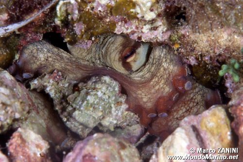 Polpo comune (Octopus vulgaris)