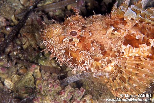 Scorfano rosso (Scorpaena scrofa)