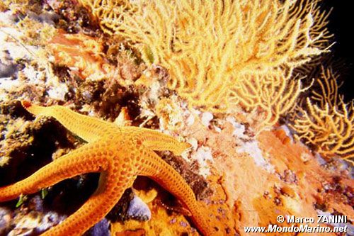 Stella arancio (Hacelia attenuata)