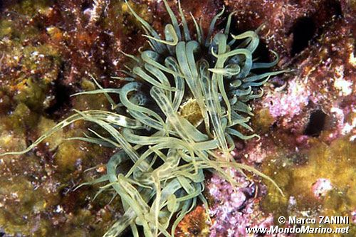 Anemone bruno (Aiptasia mutabilis)