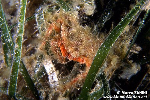 Granceola piccola (Maja crispata)
