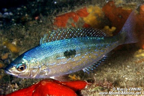 Menola (Spicara maena)