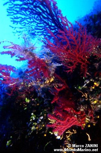Gorgonia rossa (Paramuricea clavata)