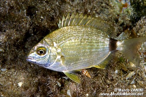 Sarago sparaglione (Diplodus annularis)