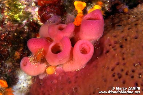 Spugna a canne d'organo (Haliclona mediterranea)