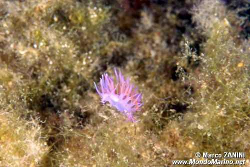 Flabellina rosa (Flabellina affinis)