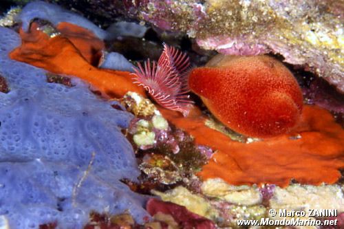 Spugna incrostante blu (Phorbas tenacior)