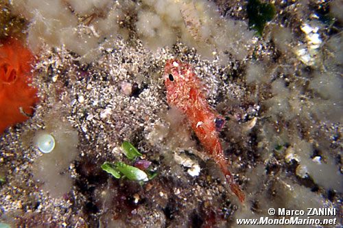 Scorfanotto (Scorpaena notata)