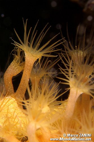 Parazoanthus (Parazoanthus axinellae)