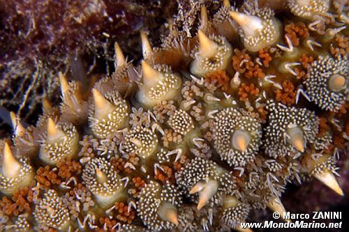 Martasteria (Marthasterias glacialis)