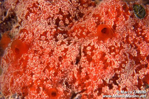 Spugna rossa (Spirastrella cunctatrix)