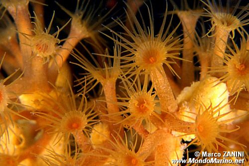Parazoanthus (Parazoanthus axinellae)