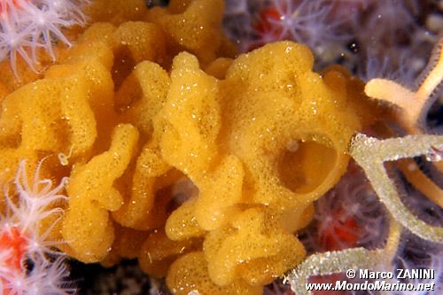 Spugna (Haliclona n.d.)