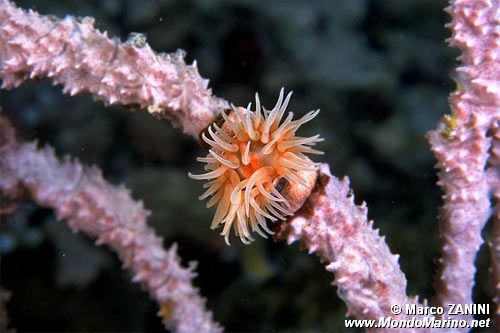 Attinia (Urticina felina)