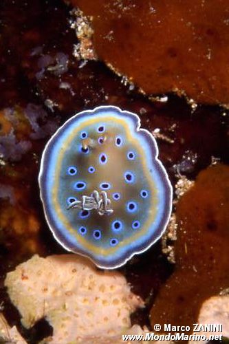 Chromodoris gemella (Chromodoris geminus)