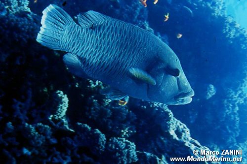 Pesce napoleone (Cheilinus undulatus)
