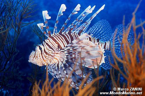Pesce cobra (Pterois miles)