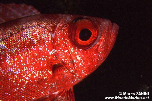 Occhio grosso (Priacanthus blochii)