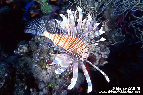 Pesce cobra (Pterois miles)