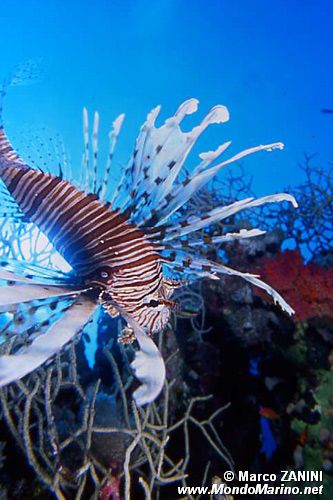 Pesce cobra (Pterois miles)