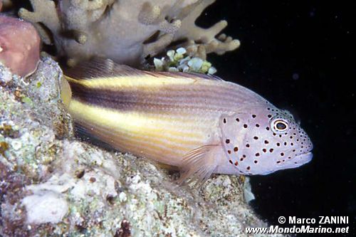 Pesce falco (Paracirrhites forsteri)