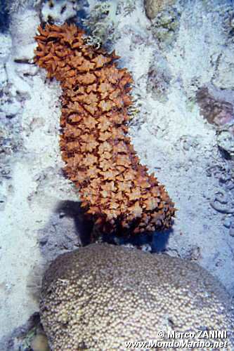 Oloturia ananas (Thelenota ananas)