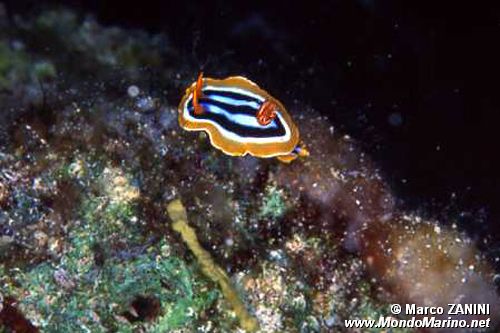 Nudibranchio pigiama (Chromodoris quadricolor)