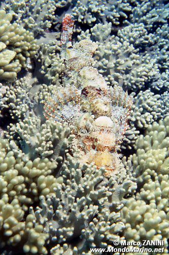 Pesce scorpione tassellato (Scorpaenopsis oxycephalus)