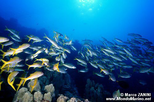 Triglia pinna gialla (Mulloidichthys vanicolensis)