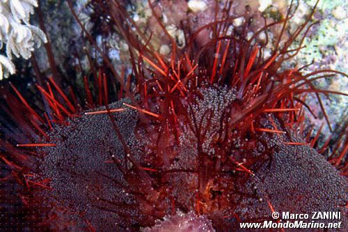 Riccio di mare (Tripneustes gratilla)