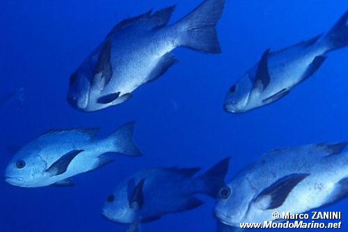 Lutianide (Macolor niger)
