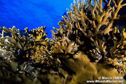 Idrozoo (Millepora dichotoma)