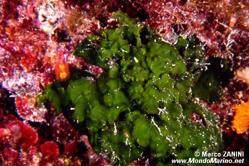 Alga velluto (Palmophyllum crassum)