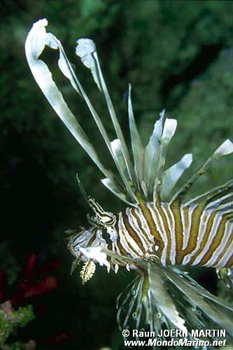 Pesce cobra (Pterois miles)