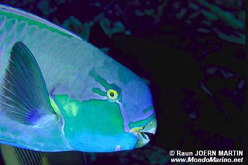 Pesce pappagallo gibboso (Scarus gibbus)