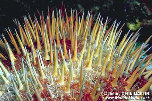 Stella corona di spine (Acanthaster planci)