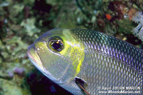 Letrinide dagli occhi grandi (Monotaxis grandoculis)