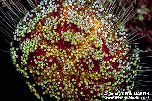 Riccio velenoso (Asthenosoma varium)