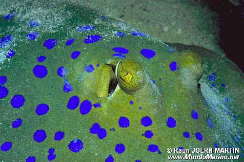 Razza a macchie blu (Taeniura lymma)