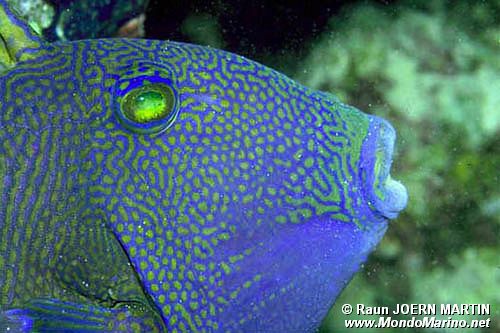 Pesce balestra (Pseudobalistes fuscus)