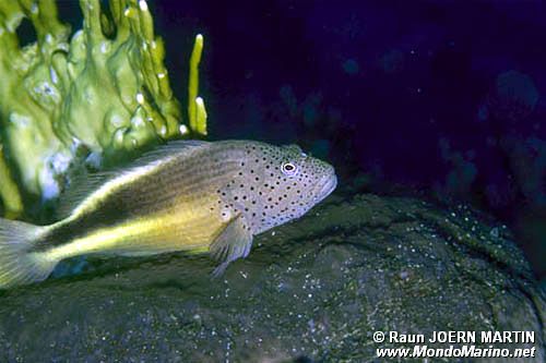 Pesce falco (Paracirrhites forsteri)
