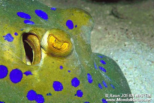 Razza a macchie blu (Taeniura lymma)