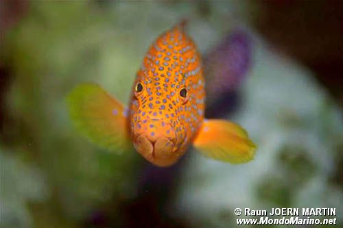 Cernia miniata (Cephalopholis miniata)