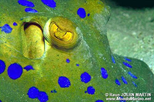 Razza a macchie blu (Taeniura lymma)