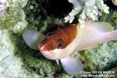 Cernia dal berretto basco (Epinephelus fasciatus)