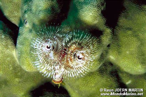 Anellide albero di natale (Spirobranchus sp.)