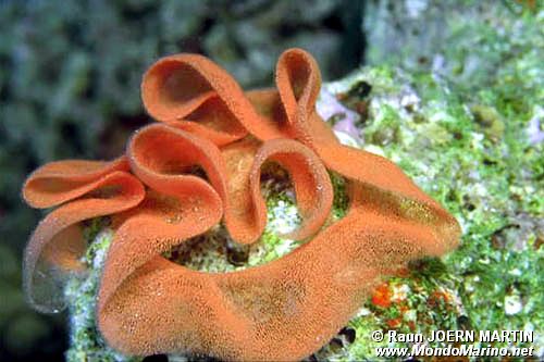 Ballerina spagnola (Hexabranchus sanguineus)